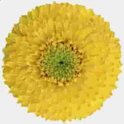 Gerpom Yellow Flower