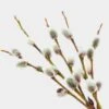 Pussy Willow Branches -Flower Plants Sales 2024 07817A Pussy Willow Branches
