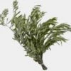 Olive Branch Greenery -Flower Plants Sales 2024 07847B Olive Branch Greenery