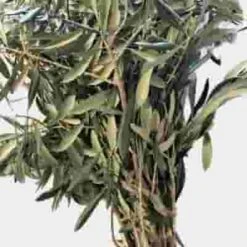 Olive Branch Greenery -Flower Plants Sales 2024 07847C Olive Branch Greenery