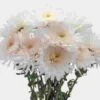 Cremon Mum White Flowers -Flower Plants Sales 2024 07854C Cremon Mum White Flowers