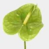 Anthurium Green