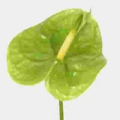 Anthurium Green