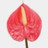 Anthurium Red 2 Anthurium Red -Flower Plants Sales 2024 07871A Anthurium Red