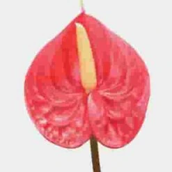 Anthurium Red