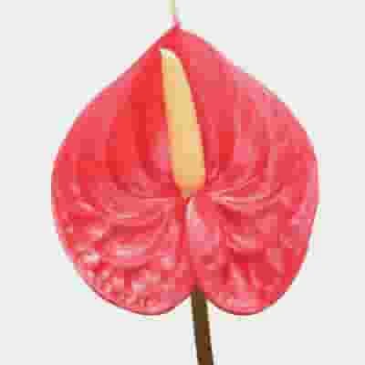 Anthurium Red 3 Anthurium Red