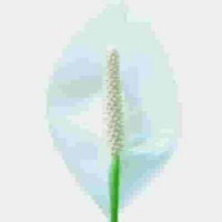 Anthurium White Flower