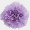 Moonaqua Fancy Light Purple Carnation Flower -Flower Plants Sales 2024 07878E Carnations Moonaqua Fancy