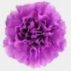 Moonlight Deep Lavender Carnation Flowers - Fancy -Flower Plants Sales 2024 07879E Carnations Moonlite Fancy