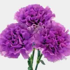Moonlight Deep Lavender Carnation Flowers - Fancy -Flower Plants Sales 2024 07879F Carnations Moonlite Fancy