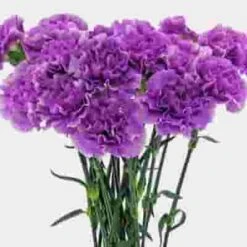 Moonlight Deep Lavender Carnation Flowers - Fancy -Flower Plants Sales 2024 07879G Carnations Moonlite Fancy