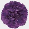 Moonshade Fancy Deep Purple Carnation Flowers -Flower Plants Sales 2024 07880E Carnations Moonshade Fancy