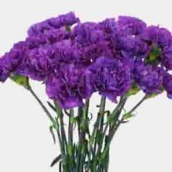 Moonshade Fancy Deep Purple Carnation Flowers -Flower Plants Sales 2024 07880G Carnations Moonshade Fancy
