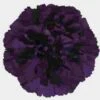 Moonvista Dark Purple Fancy Carnation Flowers -Flower Plants Sales 2024 07881D Carnations Moonvista Fancy