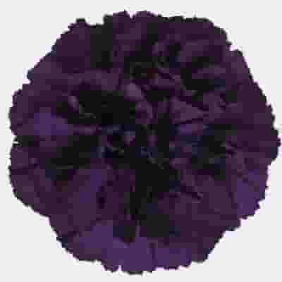 Moonvista Dark Purple Fancy Carnation Flowers 3 Moonvista Dark Purple Fancy Carnation Flowers