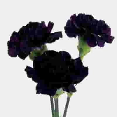 Moonvista Dark Purple Fancy Carnation Flowers 4 Moonvista Dark Purple Fancy Carnation Flowers - Image 2