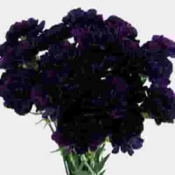 Moonvista Dark Purple Fancy Carnation Flowers 7 Moonvista Dark Purple Fancy Carnation Flowers -Flower Plants Sales 2024 07881F Carnations Moonvista Fancy