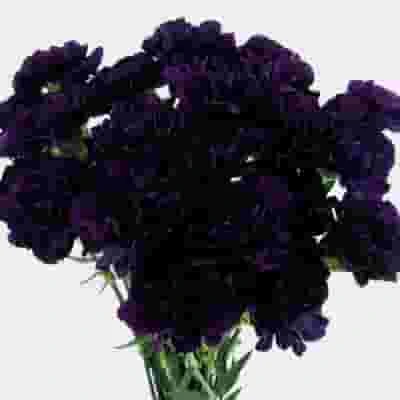 Moonvista Dark Purple Fancy Carnation Flowers 5 Moonvista Dark Purple Fancy Carnation Flowers - Image 3
