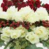 Blooms DIY Holiday Pack -Flower Plants Sales 2024 07893B Blooms Holiday Pack