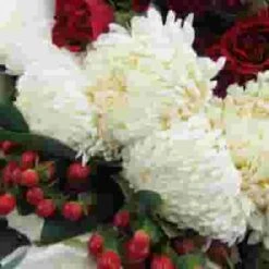 Blooms DIY Holiday Pack -Flower Plants Sales 2024 07893C Blooms Holiday Pack