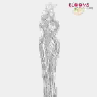 Silver Glitter Ting Ting 7 Silver Glitter Ting Ting -Flower Plants Sales 2024 07899A Silver Glitter Ting Ting