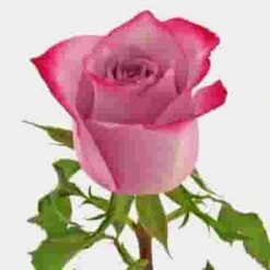 Rose Deep Purple 50cm