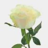 Rose Mondial White 50cm -Flower Plants Sales 2024 07902D Rose Mondial White 50cm