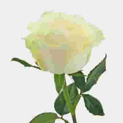 Rose Mondial White 50cm 3 Rose Mondial White 50cm