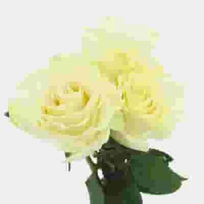 Rose Mondial White 50cm 4 Rose Mondial White 50cm - Image 2