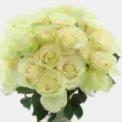 Rose Mondial White 60 Cm -Flower Plants Sales 2024 07903F Rose Mondial White 60 Cm