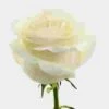 Rose Proud White 40 Cm -Flower Plants Sales 2024 07904H Rose Proud White 40 Cm