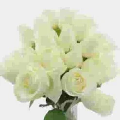 Rose Proud White 40 Cm -Flower Plants Sales 2024 07904J Rose Proud White 40 Cm