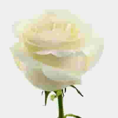 Rose Proud White 50 Cm 3 Rose Proud White 50 Cm