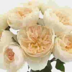 Garden Rose Purity -Flower Plants Sales 2024 07906F Garden Rose Purity