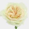 Garden Rose Purity 1 Garden Rose Purity -Flower Plants Sales 2024 07906G Garden Rose Purity