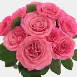 Garden Rose Ashley Pink -Flower Plants Sales 2024 07907G Garden Rose Ashley Pink