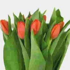 Tulip Orange