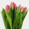 Tulip Pink