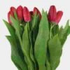 Tulip Red