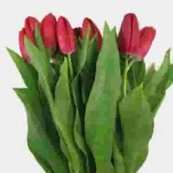 Tulip Red