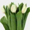 Tulip White