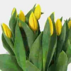 Tulip Yellow