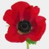 Anemone Red (50 Stems) 1 Anemone Red (50 Stems) -Flower Plants Sales 2024 07919F Anemone Red 50 Stems