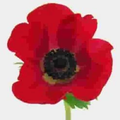 Anemone Red (50 Stems)