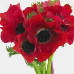 Anemone Red (50 Stems) -Flower Plants Sales 2024 07919H Anemone Red 50 Stems