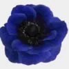Anemone Blue Flowers (50 Stems)