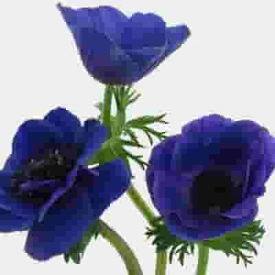 Anemone Blue Flowers (50 Stems) 4 Anemone Blue Flowers (50 Stems) - Image 2