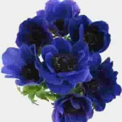 Anemone Blue Flowers (50 Stems) 7 Anemone Blue Flowers (50 Stems) -Flower Plants Sales 2024 07920F Anemone Blue 50 Stems
