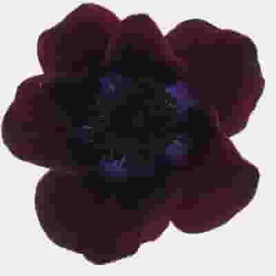 Anemone Burgundy (50 Stems) 3 Anemone Burgundy (50 Stems)