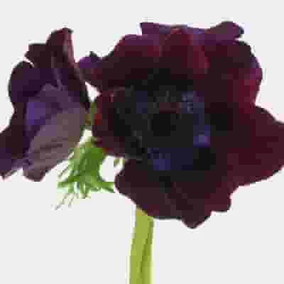 Anemone Burgundy (50 Stems) 4 Anemone Burgundy (50 Stems) - Image 2